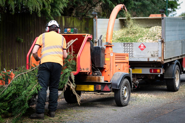 Best Tree Disease Treatment  in Lasalle, IL