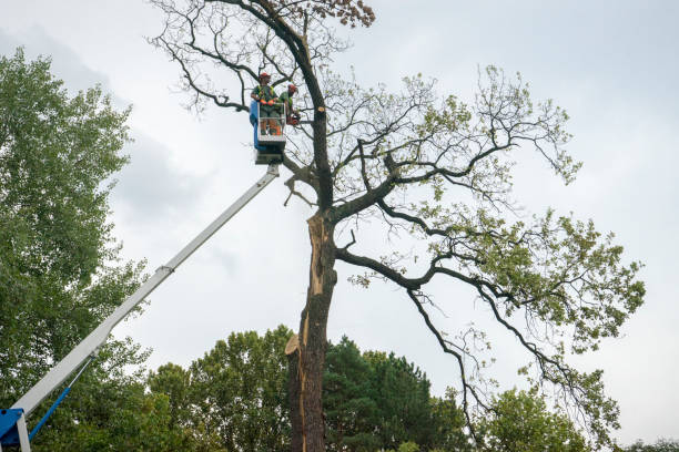 Best Tree Maintenance Programs  in Lasalle, IL