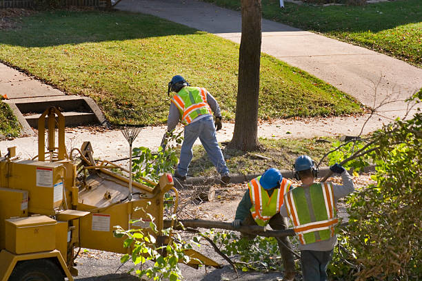 Best Leaf Removal  in Lasalle, IL