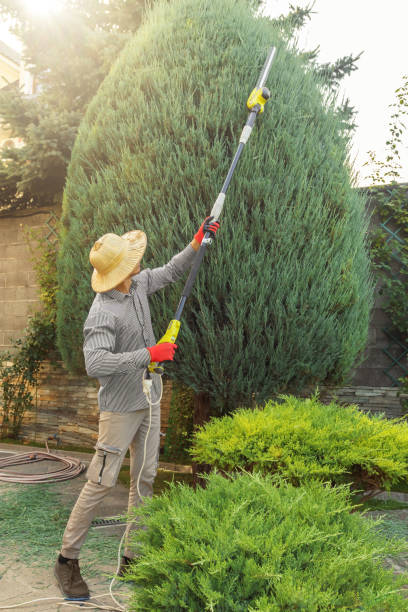 Best Lawn Maintenance Plans  in Lasalle, IL